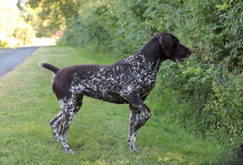 ペンション Relais De Chasse La Chaignaie