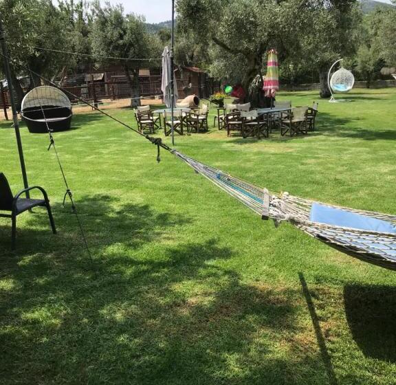 Oasis