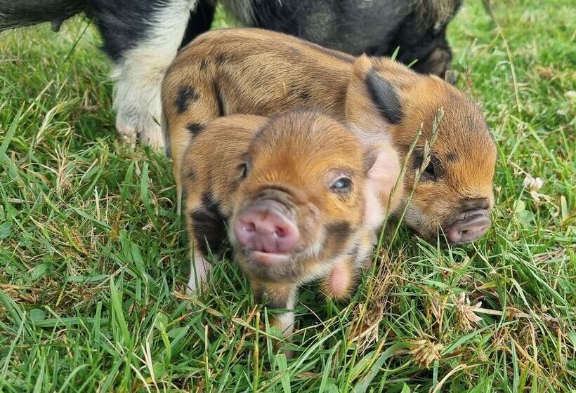 هتل Awatea Country Bed & Breakfast