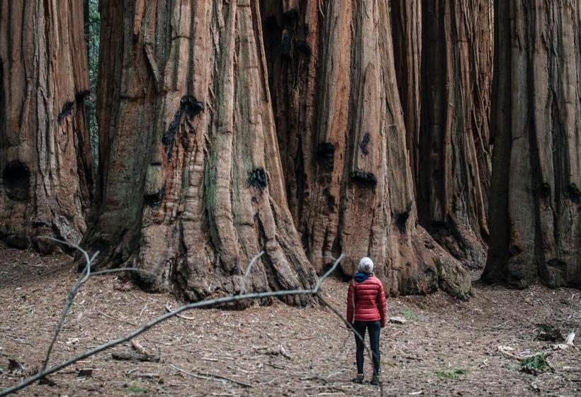 فندق Sierra Lodge Three Rivers