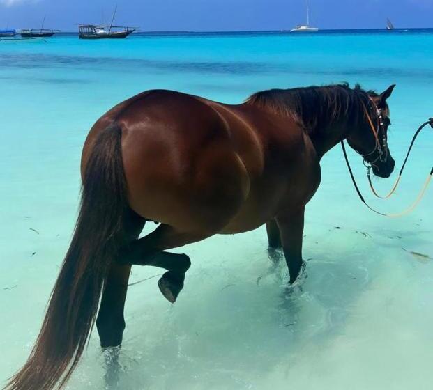 فندق صغير Your Zanzibar Place