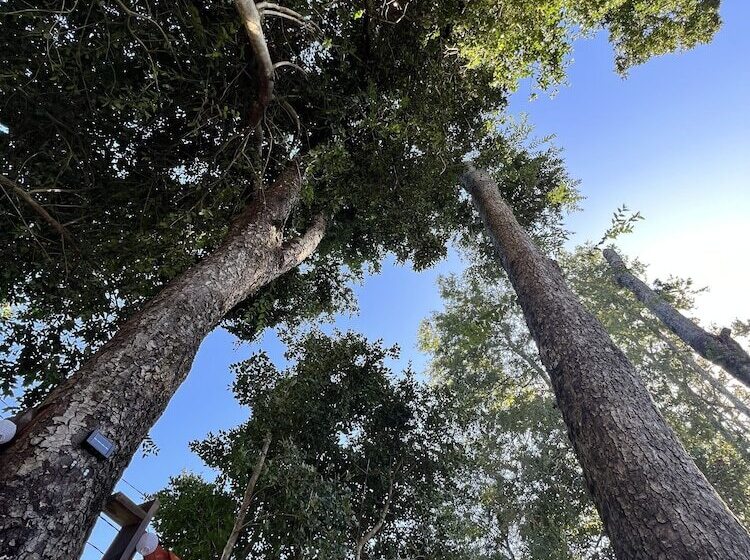 בית מלון כפרי Cabañas Qatar Pucón