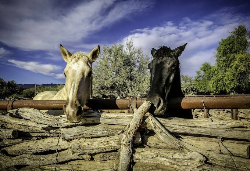 هتل Tanque Verde Guest Ranch