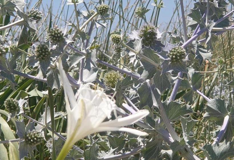 بنسيون Iris Home