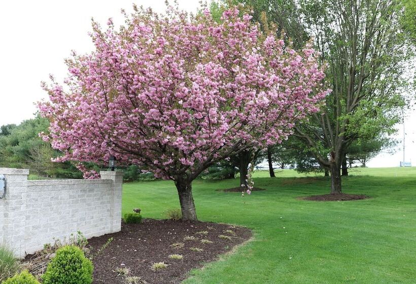 בית מלון כפרי The Village Inn