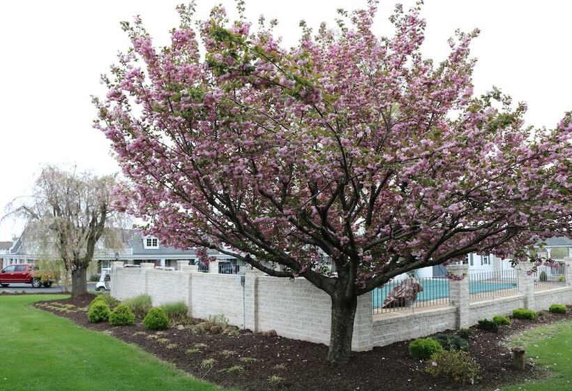 בית מלון כפרי The Village Inn