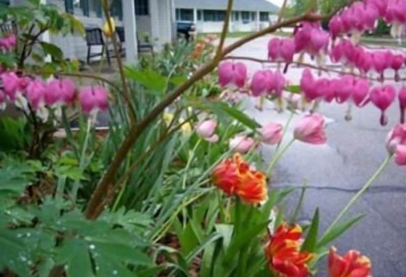 White Trellis Motel