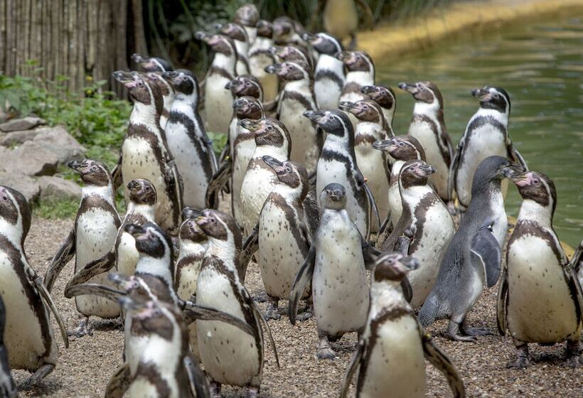 هتل Holiday Inn Express Birmingham Oldbury, An Ihg