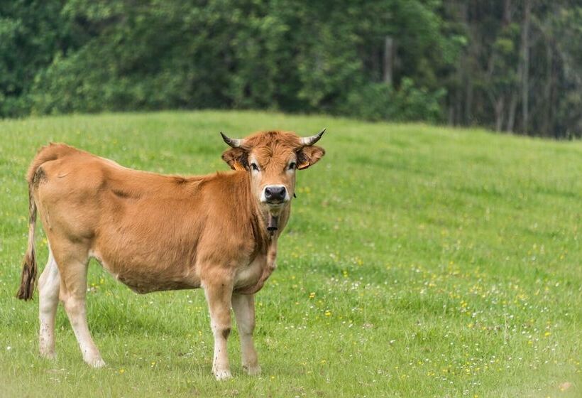 בית מלון כפרי El Babú