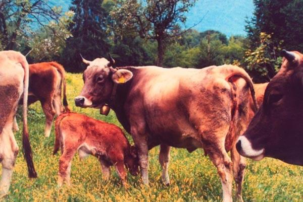 فندق Agriturismo La Betulla