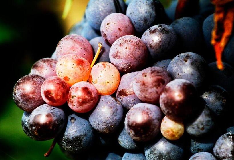 호텔 Fattoria Colsanto