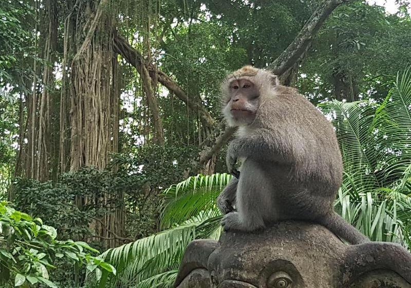 住宿加早餐  Buda Cottage Ubud