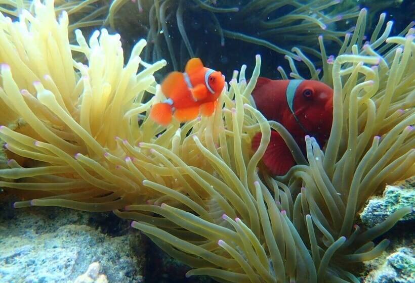 민박 Taman Menjangan Homestay By Snorkelingmenjangan