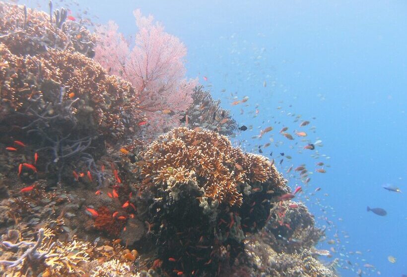 ホテル Batu Ampar Menjangan