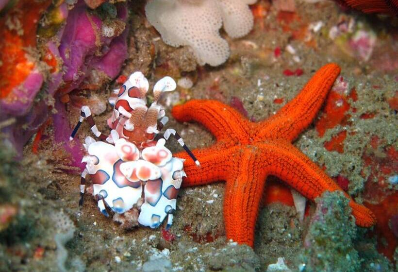 Отель Coral Divers