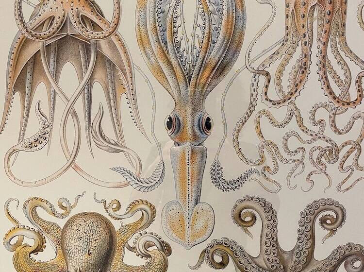 בית מלון כפרי Hôtel L Albatros