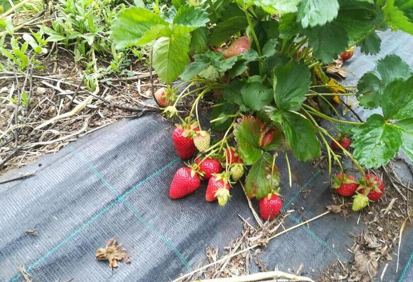 هتل روستایی Tenuta Tedone Consolini