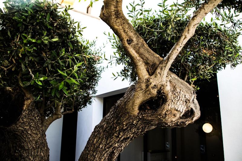 تختخواب و صبحانه Diodorus Luxury Experience