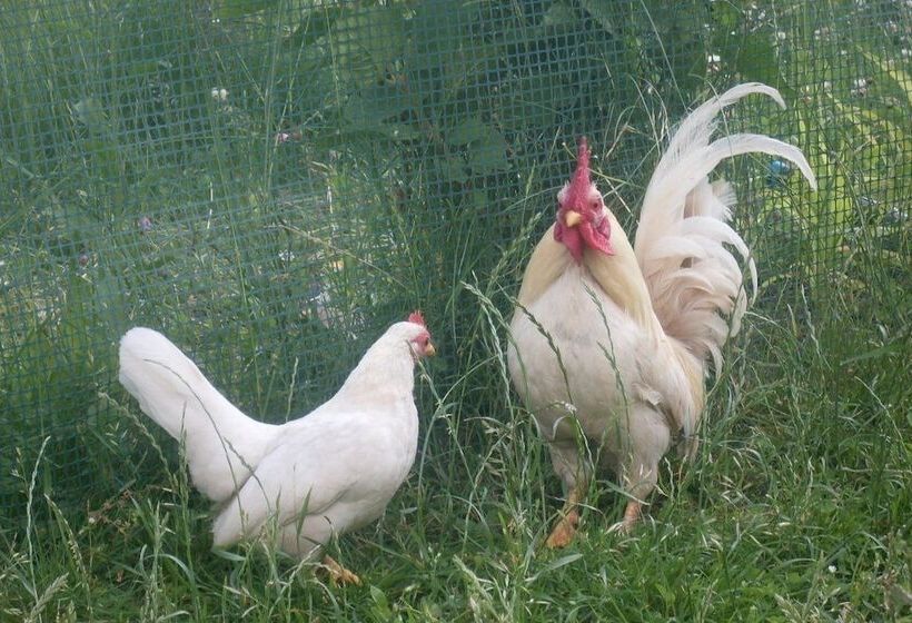 فندق ريفى Agritur Col Verde B&b