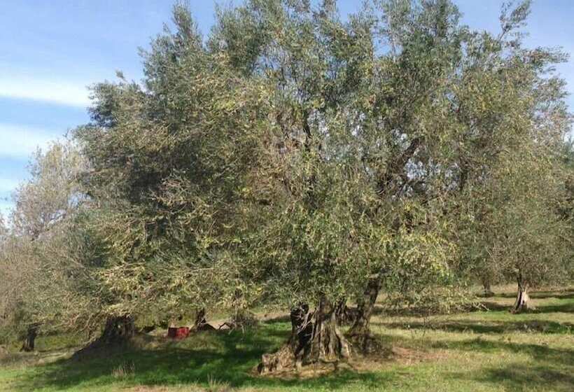 田舎風ホテル Bio Agriturismo Il Cavone