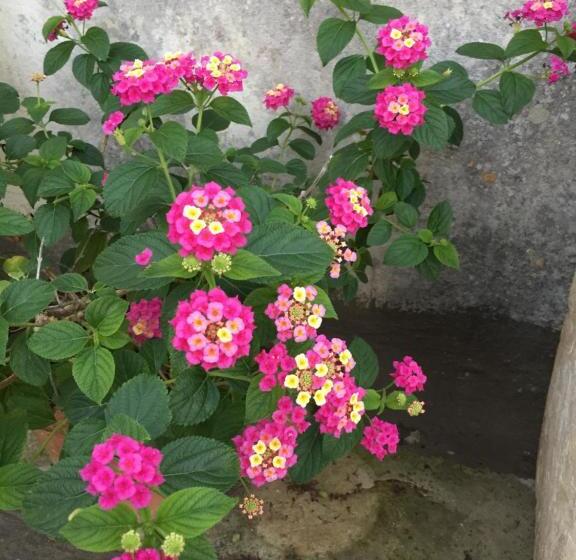 بنسيون Palazzo Vilei