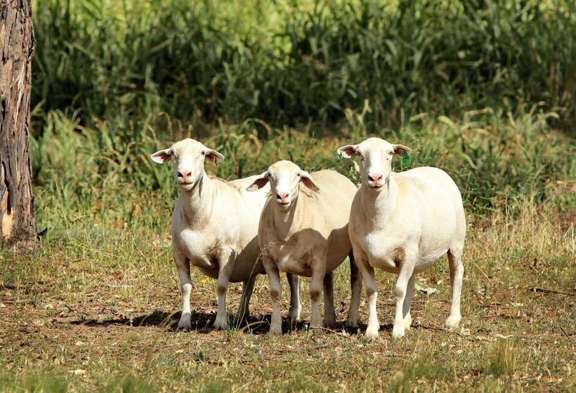 فندق على الطريق The Duck Inn Apartments