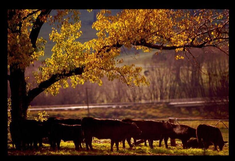 مبيت وإفطار Black Sheep Inn