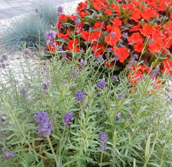 مبيت وإفطار Frühstückspension Lach