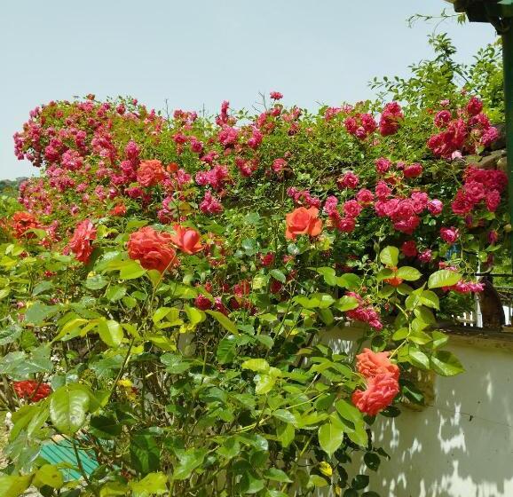 Petalo Rosso B&b