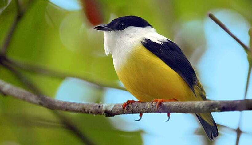 בית מלון כפרי Chan Chich Lodge