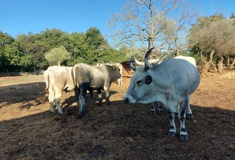 פנסיון Ranch Radin