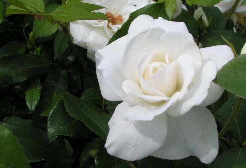 مبيت وإفطار Rosa Arvensis