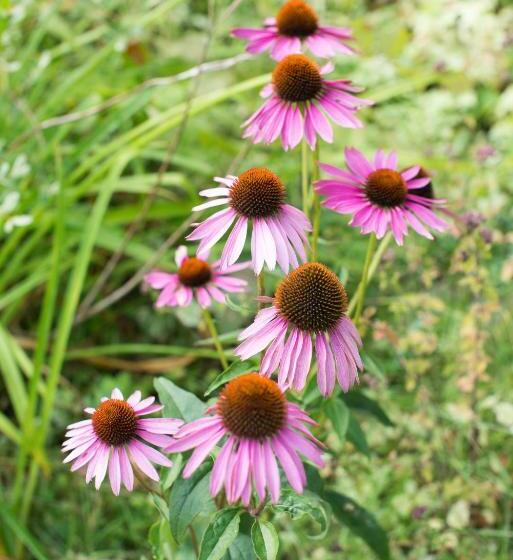 فندق Ogopogo Resort