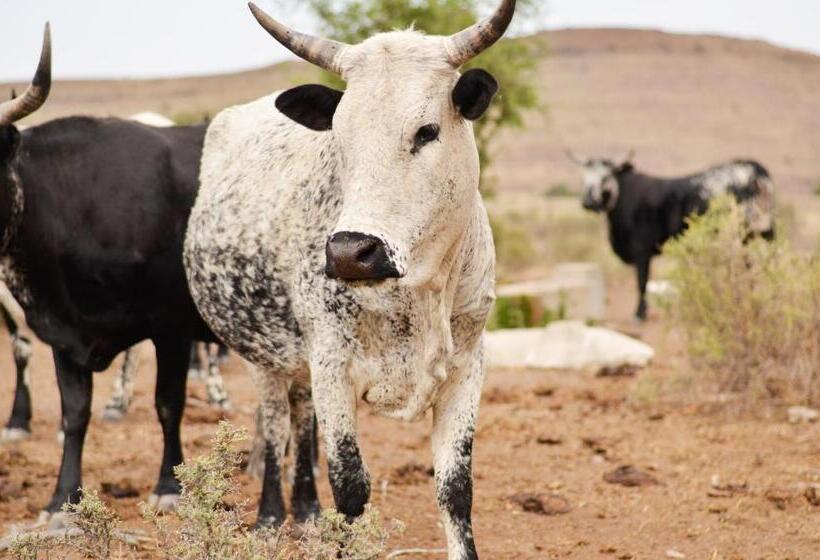 פנסיון Desert Dew Guest House