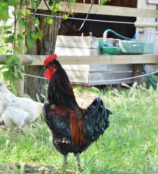 تختخواب و صبحانه La Petite Ferme