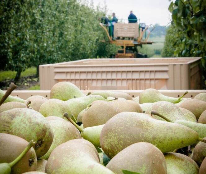B&b De Fruithoeve