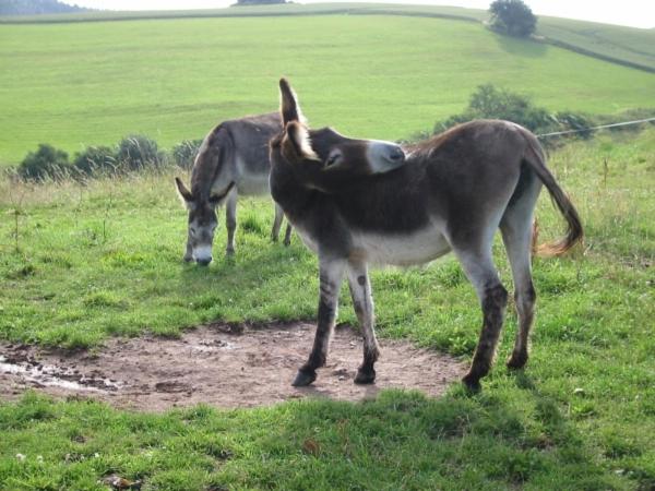 リゾートホテル Haus 1   Typ B