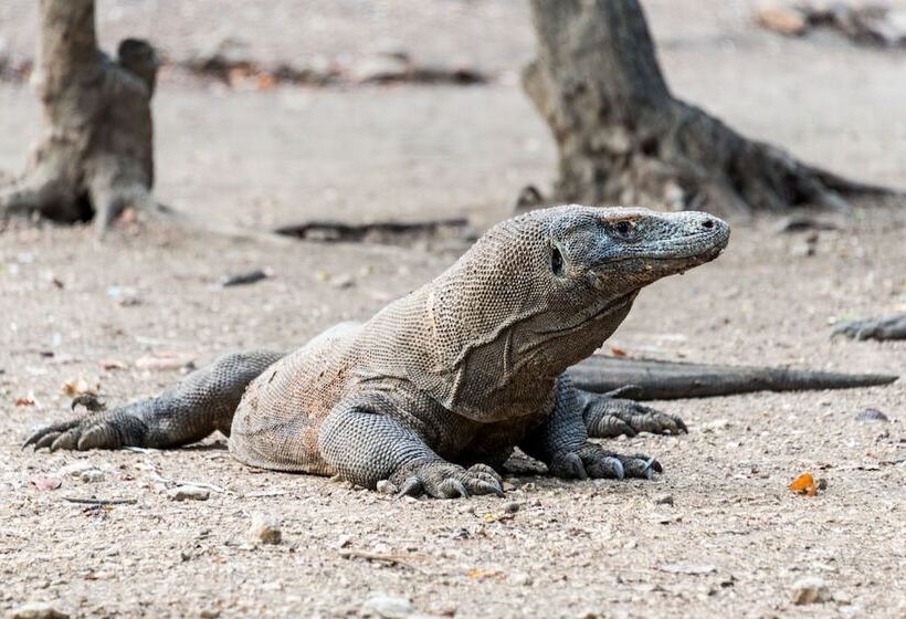 هتل Ayana Komodo Waecicu Beach