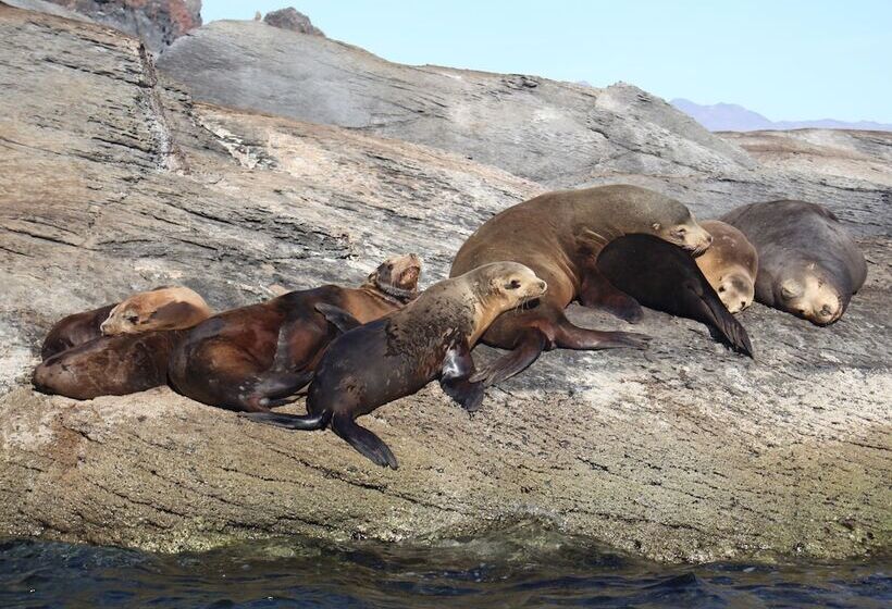 هتل Loreto Bay Golf Resort & Spa At Baja