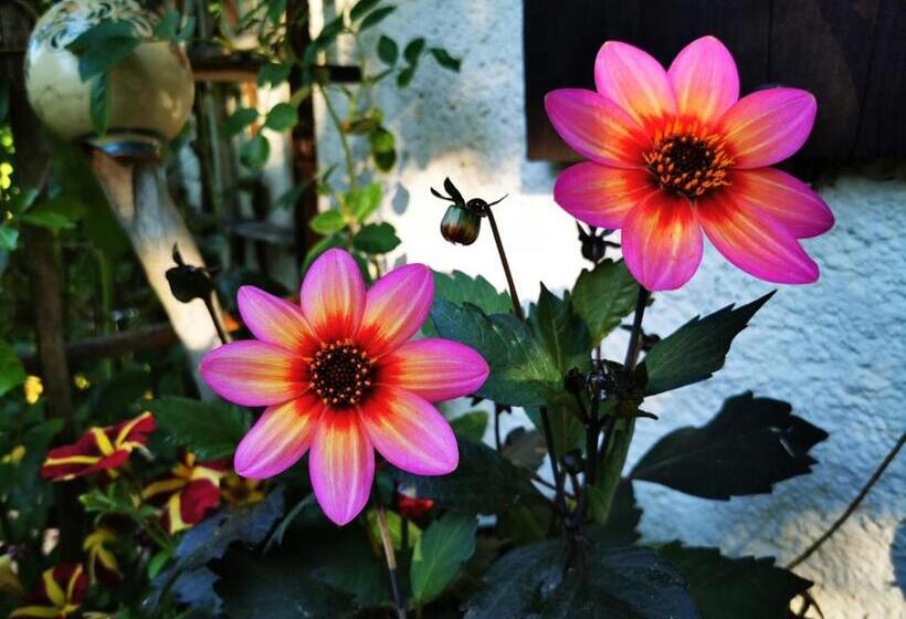 ベッドアンドブレックファースト Gästehaus Neu Am Passionstheater