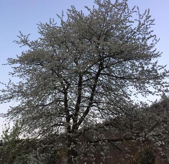 민박 Il Ciliegio Di Lurisia