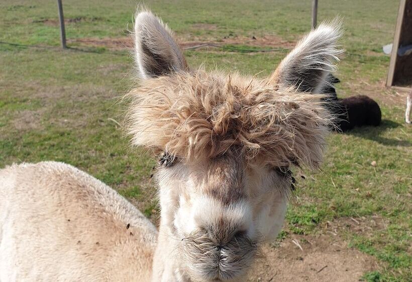 The Alpaca B&b