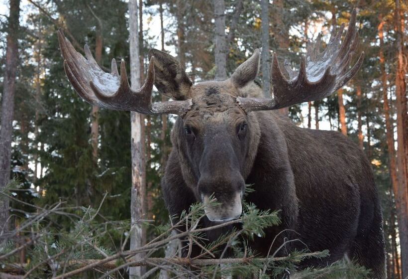 älgparkens Stugby