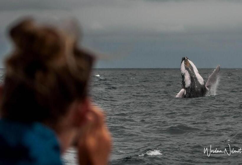 هاستل Whale House