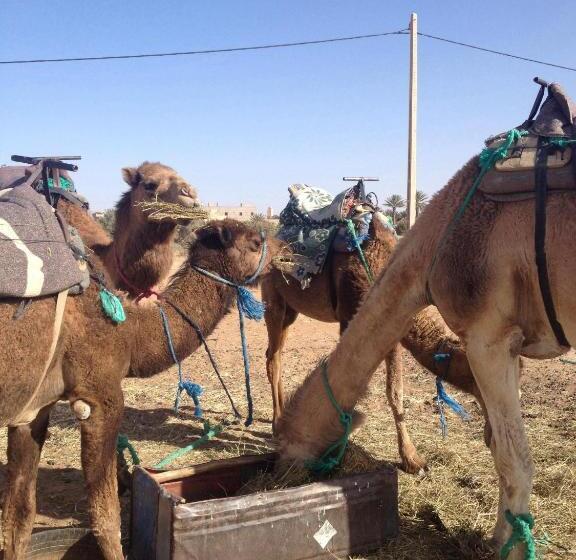 Pension (Hôtel basse catégorie) Kasbah Planet Sahara