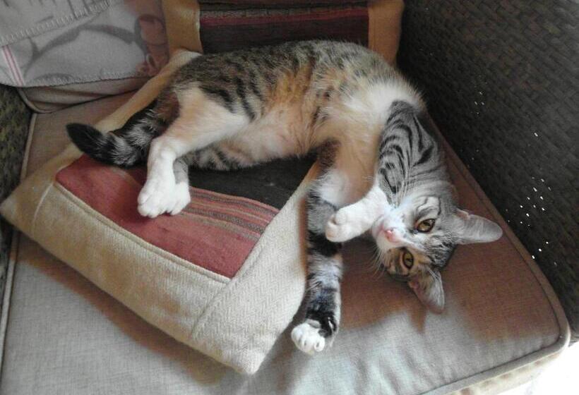 مبيت وإفطار Samara Palm Lodge