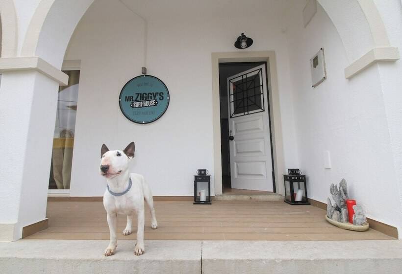 Mr Ziggy S Surfhouse   Hostel