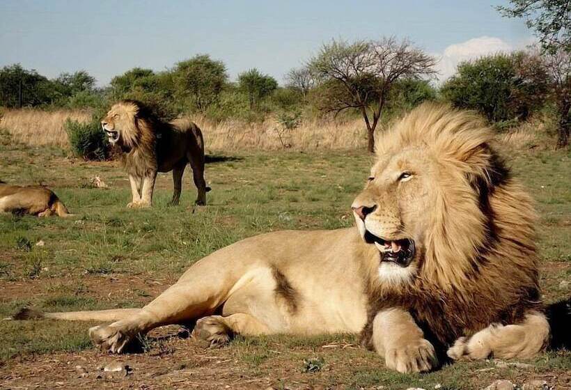 ホテル Boskoppie Lion & Tiger Reserve