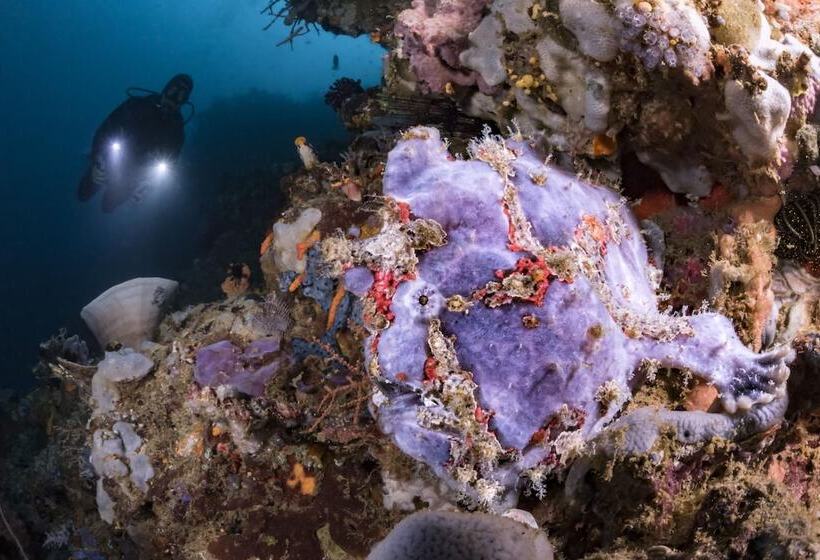 هتل Murex Bangka Dive Resort