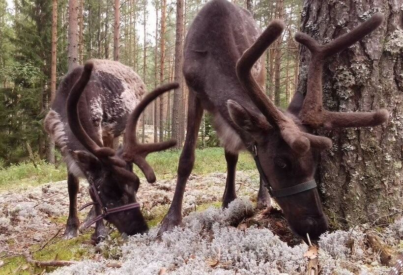 호텔 Shishki Na Lampushke   Casa De Campo